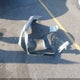 4T1BF1FK5EU770891 2014 Toyota Camry Xle auction photo thumbnail 12