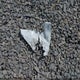 1FT7X2B6XLEE22713 2020 Ford F-250 Xl auction photo thumbnail 12