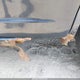 2HGES16583H535801 2003 Honda Civic Lx auction photo thumbnail 6