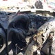 JTEABFAJ4SK037516 2025 Toyota Land Cruiser auction photo thumbnail 7