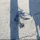 5N1DR2CN5LC588485 2020 Nissan Pathfinder Sl 2Wd auction photo thumbnail 12