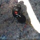 1GNMCAE03AR263255 2010 Chevrolet Tahoe Ls auction photo thumbnail 11