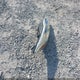 1FADP3F20EL235212 2014 Ford Focus Se auction photo thumbnail 12