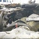 1GCEK19T9YE404707 2000 Chevrolet Silverado 1500 Ls auction photo thumbnail 7