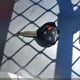 2T1BU4EE3DC121531 2013 Toyota Corolla S auction photo thumbnail 11
