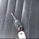 1ZVBP8AM2C5205716 2012 Ford Mustang V6 Premium auction photo thumbnail 11