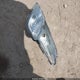 MAJ3S2KE5LC389528 2020 Ford Ecosport Titanium auction photo thumbnail 12