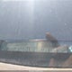 5J6RM3H32FL027181 2015 Honda Cr-V Lx auction photo thumbnail 18