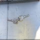 1G1BL83E8NW151154 1992 Chevrolet Caprice auction photo thumbnail 11