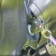 1FADP3FE0GL343682 2016 Ford Focus Se auction photo thumbnail 11