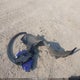 7FARS4H22SE004350 2025 Honda Cr-V Lx Awd auction photo thumbnail 12