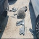1GYS3BKJXJR394373 2018 Cadillac Escalade Luxury auction photo thumbnail 12
