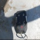 3GKALPEV4ML338345 2021 GMC Terrain Fwd Slt auction photo thumbnail 11
