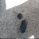 1NXBR32E33Z179569 2003 Toyota Corolla Le auction photo thumbnail 11