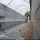 4E7AA382XBASA3034 2011 Vantage Dump Trailers End Dump auction photo thumbnail 5
