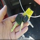 3FAFP31N85R154468 2005 Ford Focus Zx3 auction photo thumbnail 11