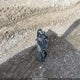 3VWKP7AJ0EM625195 2014 Volkswagen Jetta Sportwagen 2.5L S auction photo thumbnail 12