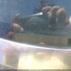 1W80H9Z408829 1979 Chevrolet Other auction photo thumbnail 9