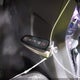 1FADP3N23EL420520 2014 Ford Focus Titanium auction photo thumbnail 11