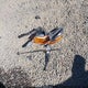 1FM5K8D82FGB09375 2015 Ford Explorer Xlt auction photo thumbnail 12