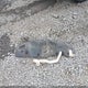 2HGFC2F7XJH566134 2018 Honda Civic Ex auction photo thumbnail 12