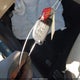 5NPE24AF1HH534066 2017 Hyundai Sonata auction photo thumbnail 11