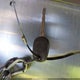 1NXBR32E67Z792274 2007 Toyota Corolla Ce auction photo thumbnail 11