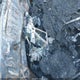 5FNYG1H48SB027690 2025 Honda Pilot Ex-L auction photo thumbnail 11