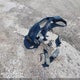 WBAVB17586NK39571 2006 BMW 325I auction photo thumbnail 12