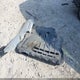 1FMCU9GD1JUB82215 2018 Ford Escape Se auction photo thumbnail 12