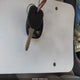 5GAKRBED8BJ317223 2011 Buick Enclave 1Xl auction photo thumbnail 11