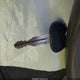 KNAFE221495601521 2009 Kia Spectra Ex auction photo thumbnail 11