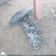 1C4RJEBG4EC437825 2014 Jeep Grand Cherokee Limited auction photo thumbnail 12