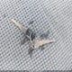 1GCEK14M6VZ205201 1997 Chevrolet K1500 Fleetside auction photo thumbnail 11