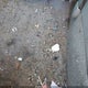 JTDKB20U783362967 2008 Toyota Prius auction photo thumbnail 6