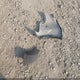 1FMCU9EG5CKB28203 2012 Ford Escape Limited auction photo thumbnail 12