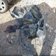 2HKRM4H53GH671954 2016 Honda Cr-V Ex auction photo thumbnail 12