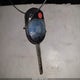 1FADP3K26DL273323 2013 Ford Focus Se auction photo thumbnail 11