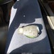 4JGBF86EX9A481516 2009 Mercedes-Benz Gl 550 4Matic auction photo thumbnail 11