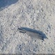 4T1G11BKXLU008339 2020 Toyota Camry Se Awd auction photo thumbnail 12