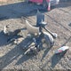5TDBA23C95S036104 2005 Toyota Sienna Le auction photo thumbnail 12