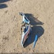 5YFEPMAE7MP223120 2021 Toyota Corolla Le auction photo thumbnail 12