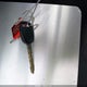 1GCRKREA2CZ258043 2012 Chevrolet Silverado 1500 Ls auction photo thumbnail 11