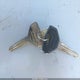 3B7HF13Y7VG767713 1997 Dodge Ram 1500 St auction photo thumbnail 11