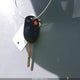 1FAHP3M25CL318703 2012 Ford Focus Sel auction photo thumbnail 11