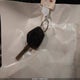 WP0CB29843U661183 2003 Porsche Boxster S auction photo thumbnail 11