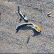 3FA6P0HD7ER331362 2014 Ford Fusion Se auction photo thumbnail 12