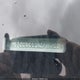 6G3NS5U30EL971526 2014 Chevrolet Caprice Police auction photo thumbnail 9