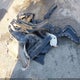 JF1VBAF63N9024125 2022 Subaru Wrx Premium auction photo thumbnail 11