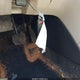 1HGCR2F39EA146416 2014 Honda Accord Lx auction photo thumbnail 11